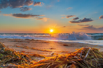 Obraz premium Seashore at sunset, seaweed on the sand in the foreground, splashing waves