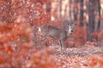 Roe deer, capreolus capreolus, standing in orange forest in autumn nature. Wild doe looking to the camera from colorful foliage. Female animal watching in woodland in fall with copy space. © WildMedia