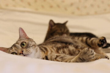 寝転んで遊ぶ猫のアメリカンショートヘア
American shorthair cat lying down and playing.