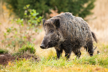 Wild boar, sus scrofa, standing on meadow in autumn nature. Brown swine looking on grass field in fall. Big furry mammal watching on grassland in colorful season.