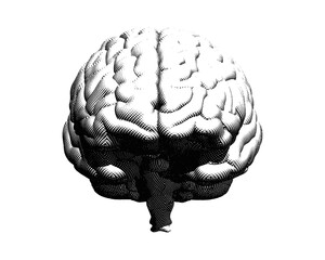 Engraving brain illustration isolated on white BG
