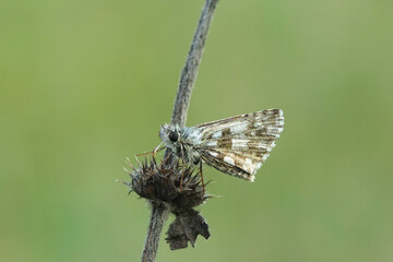 Nahansicht eines Schmetterlings - Kleiner Würfeldickkopf