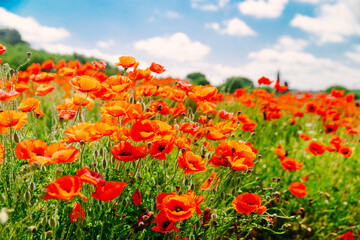 poppy flower in field close up
