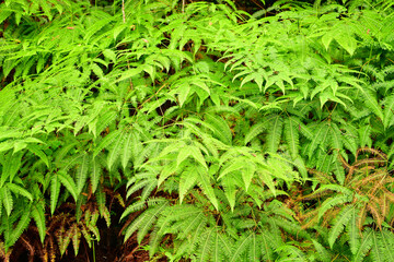 Green leaves growing on the side of the road in Khao Yai National Park