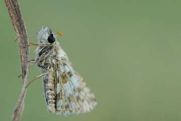 Nahansicht eines Schmetterlings - Kleiner Würfeldickkopf