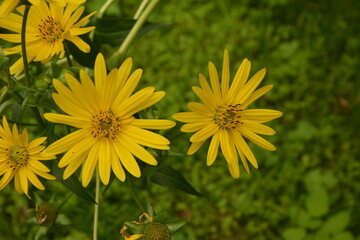 blossoms of a cup plant Silphium perfoliatum