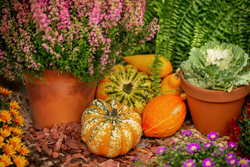 Fototapeta na wymiar Pile of harvested small orange pumpkins lie on rough burlap among potted flowers and heathers
