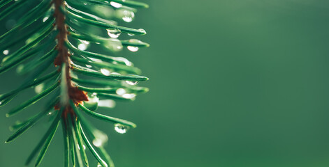 Close-up of a Christmas tree branch, on the branches there are drops of morning dew or raindrops,...