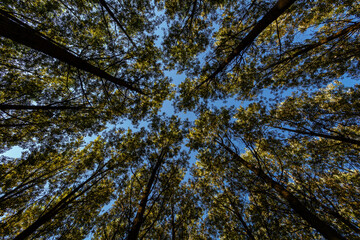 View from below of the trunks and treetops. Canadian Poplar Forest. Populus canadensis.