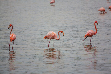 Flamingo in Mexico