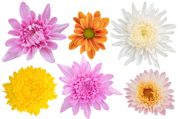 Muti color chrysanthemums as background picture.flower on clipping path.