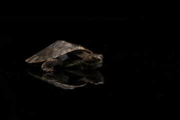 turtle on black background