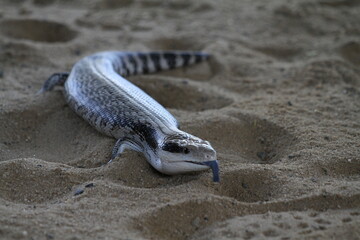 Blue tongue lizard, sticking its tongue on the sand