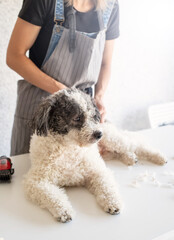 Blond woman grooming a dog at home