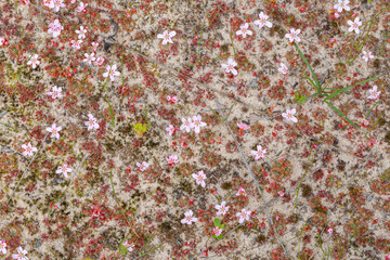 The carnivorous plant Drosera spilos (Sundew) with its flower, seen east of Jurien Bay in Western Australia