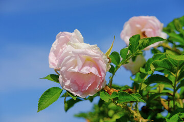 delicate pink rosebud against the blue sky