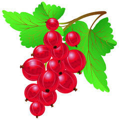 Red currant on white background vector