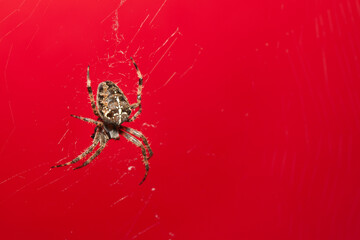 Araneus Diadematus, pająk krzyżak na czerwonym tle. - obrazy, fototapety, plakaty