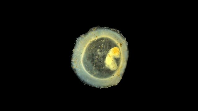 Movement of an embryo in the egg casule of the snail Gastropoda under a microscope, of the family Baicaliidae, a sample found on Lake Baikal. Shirokaya Alena helped to identify