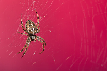 Araneus Diadematus, pająk krzyżak na różowym tle. - obrazy, fototapety, plakaty