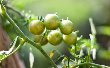 Fototapeta premium Green small tomato growing in a garden