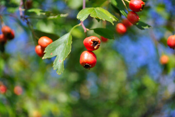 Crataegus (hawthorn, quickthorn, thornapple, May tree, whitethorn, hawberry) red ripe berry on branch with green leaves close up detail macro, blurry landscape and bright blue sky background