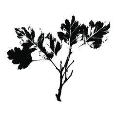 Imprint of a natural branch with leaves. Silhouette of a bush branch. Botanical vector illustration. Suitable for design, prints, postcards.