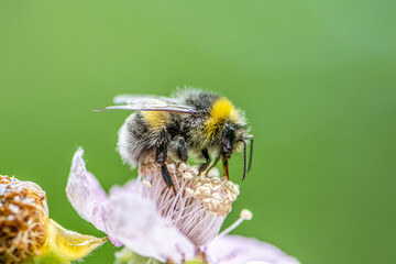 close up of a Bumblebee extracting nectar form the blooms on a raspberry flower in organic garden