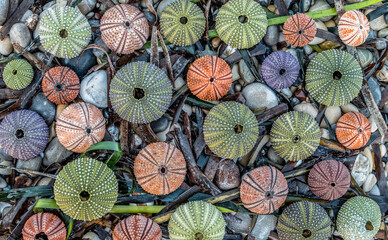 colorful sea urchin shells on pebbles and seaweed, natural seamless pattern background