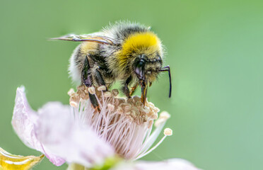 close up of a Bumblebee extracting nectar form the blooms on a raspberry flower in organic garden
