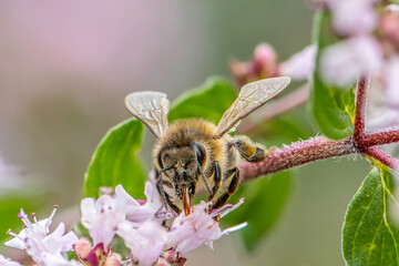 close up of a honey bee extracting nectar form the blooms on a oregano plant in organic garden