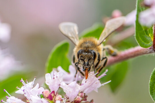 close up of a honey bee extracting nectar form the blooms on a oregano plant in organic garden