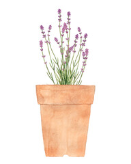Watercolor lavender flowers in flower pot isolated.	