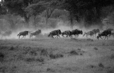 Naklejka na ściany i meble The wildebeest, also called the gnu, is an antelope. Kenya. Black and White.