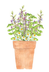 ハーブの寄せ植え水彩イラスト