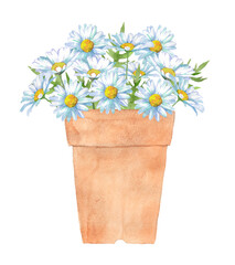 Watercolor white daisy flowers in flower pot isolated.