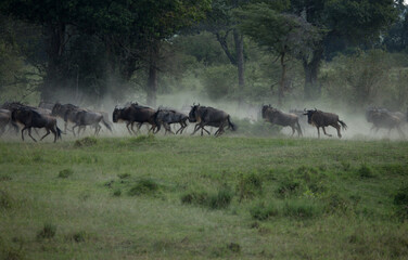 Naklejka na ściany i meble The wildebeest, also called the gnu, is an antelope. Kenya.