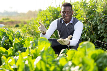 Naklejka na ściany i meble Satisfied African man engaged in cultivation of leaf beets showing good harvest in his vegetable garden..