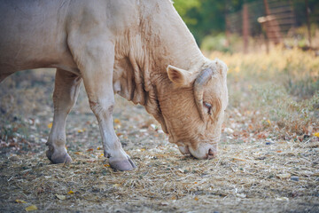 Fototapeta premium Photograph of a bull eating