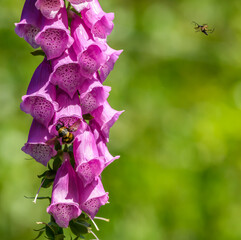 bumblebee and other insect flying around foxgloves (digitalis) flower