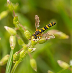 hoverfly in detail sitting on small white flower