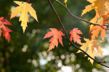 Season of beautiful autumn eallow and red maple leaves hanging on the tree during sunny day. Concepts: seasonal, nature, outdoor