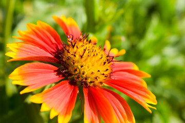 Indian Blanket Flower (Gaillardia) blooming on home garden