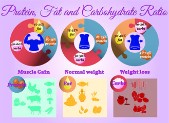 Vector Infographic: Protein Fat Carbs Ratio Muscle Gain Normal Weight Weight Loss 