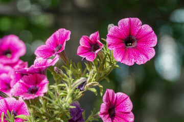 Fototapeta premium Pink petunia flower close-up with sun flare.