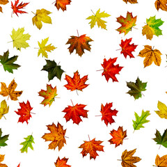 Maple leaf background. Season leaves seamless pattern background. Autumn yellow red, orange leaf isolated on white. Colorful maple foliage.