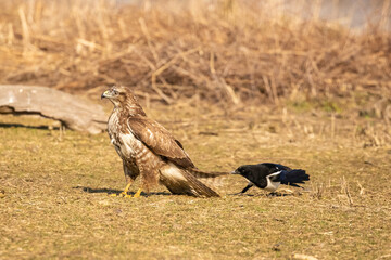 Fototapeta premium Złośliwa sroka niepokojąca myszołowa