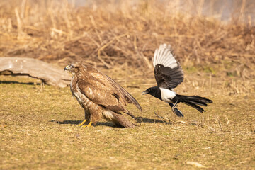 Gazza dispettosa che disturba una poiana