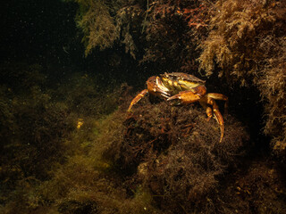 A closeup picture of a crab in a beautiful marine environment. Picture from Oresund, Malmo in southern Sweden.