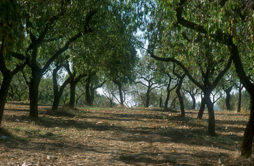 Obraz premium Almond tree | Amendier